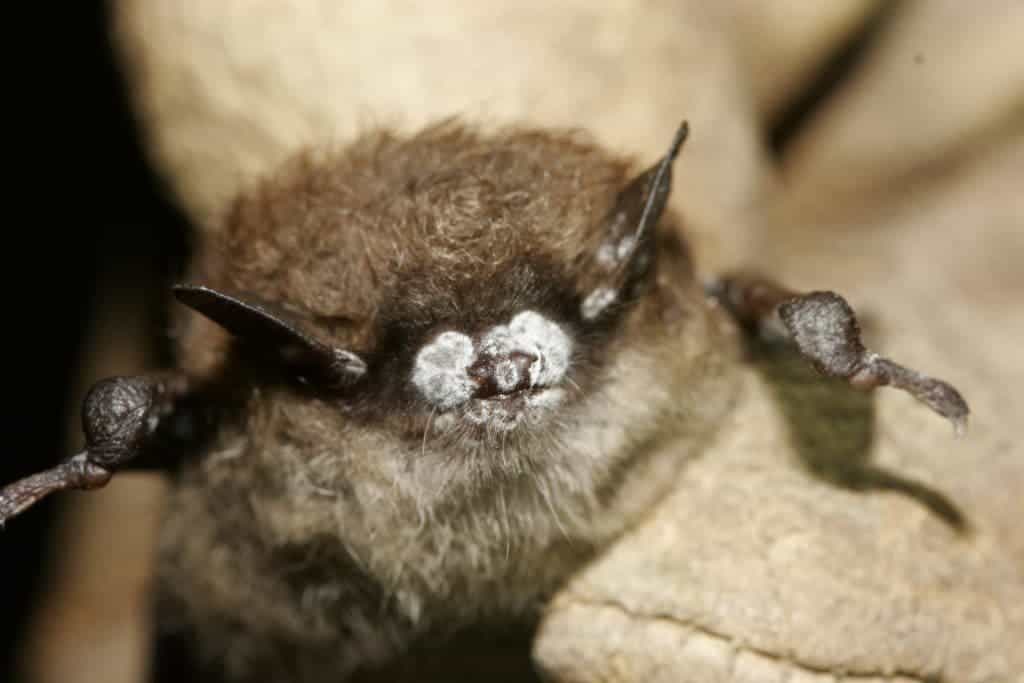 Little_brown_bat3B_close-up_of_nose_with_fungus_New_York_Oct._2008._5765048289