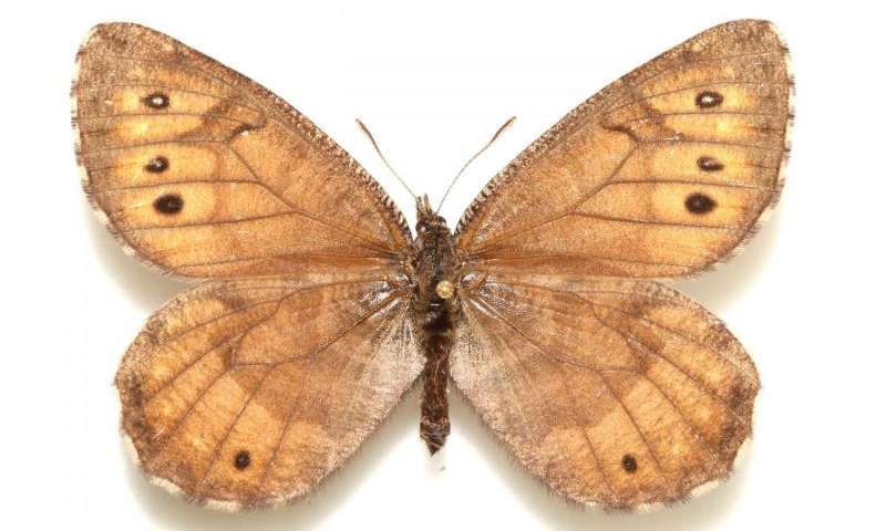 A scattering of tiny white freckles give the Tanana arctic butterfly a 