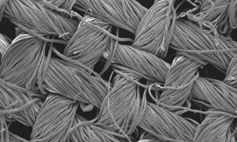 Cotton textile fibers and nanostructures. Image magnified 200 times. 
Image credits RMIT University