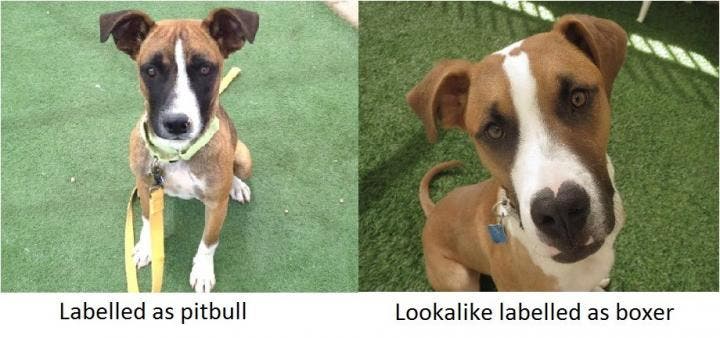 Two pit bull lookalikes. The one labeled as a pit bull has to wait a longer time before getting adopted. Image: Arizona Animal Welfare League