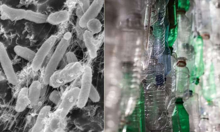 The deonella sakaiensis bacteria (left) has evolved to eat plastic. Credit: Science // Wikimedia Commons