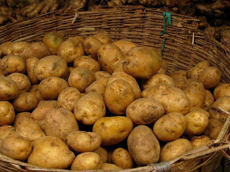 The Innate potato has been approved for sale in Canada.
Image credits go to Wikimedia user McKay Savage