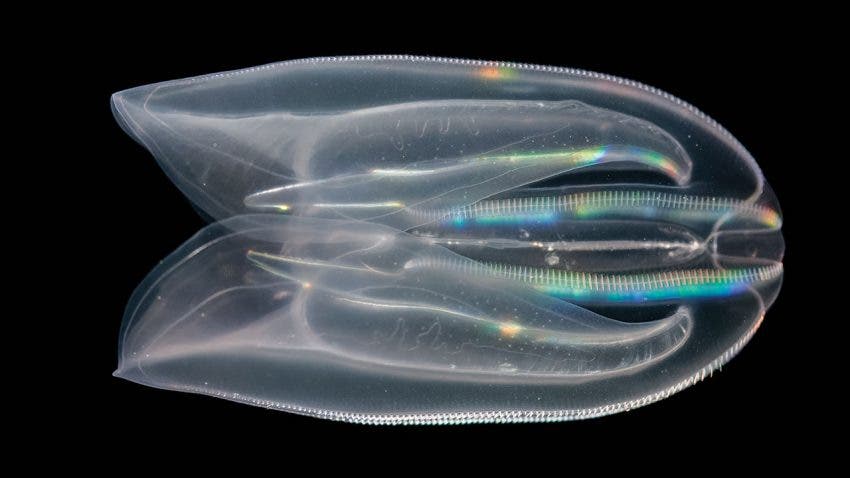 Comb jellies such as Mnemiopsis leidyi have a through-gut, challenging when this evolutionary innovation arose. Photo by William Browne.