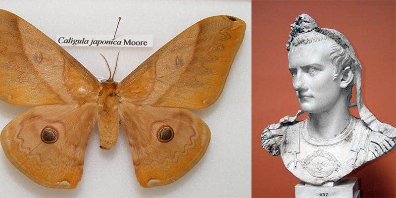 Eight animal species named after celebrities
