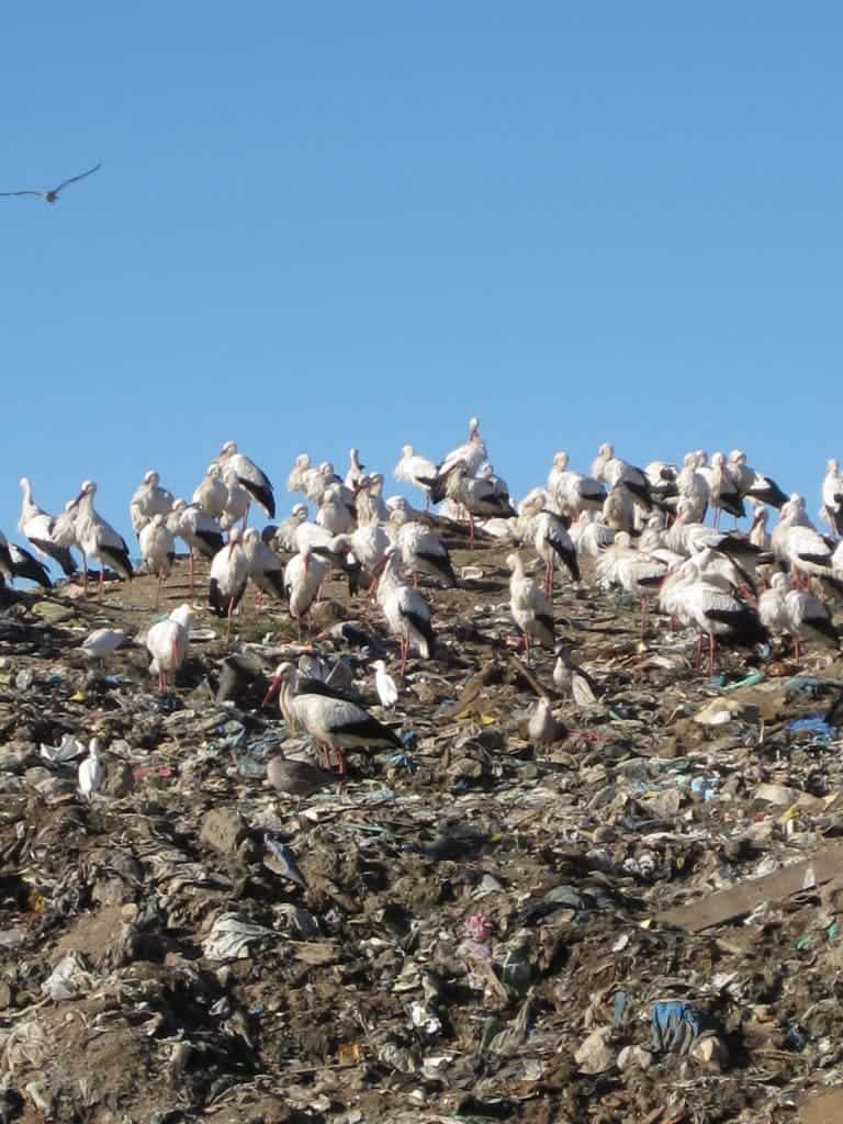 storks landfill