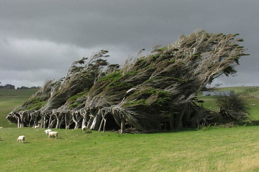 twisted trees slope point