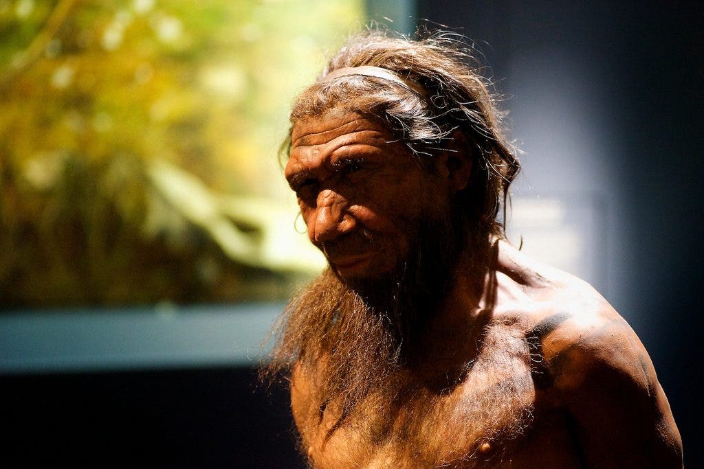 Neanderthal model on display at the Natural History Museum, London. Credit: Flickr user Paul Hudson