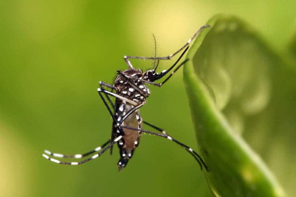 Adult Aedes aegypti mosquito, a vector or carrier of the Zika virus. Credit: Wikimedia Commons