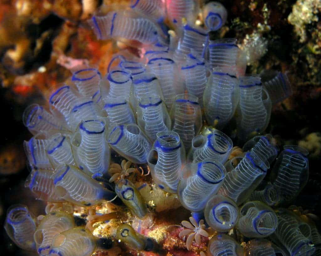 bluebell tunicate