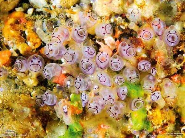 Sea squirts, or tunicates can't smile - because they have no face. Image via Twitter.