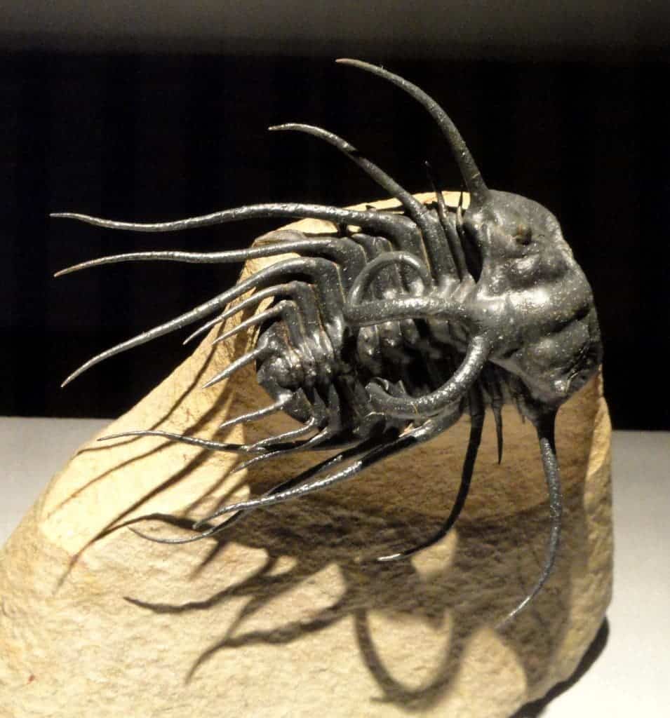 Dicranurus monstrosus.
Image credits wikimedia user Daderot