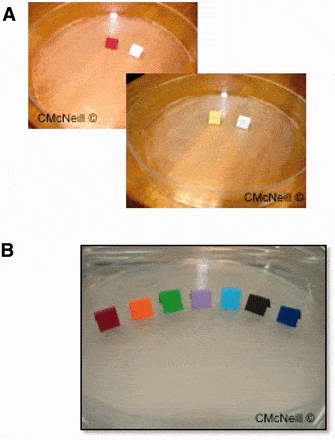 Various sized petri dish arenas were used for color harborage experiments. (A) Smaller petri dishes were used for the two-choice assays. (B) Larger petri dishes were used for the seven-choice assays. Credit: JME