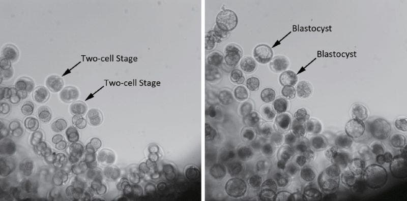Mouse two-cell embryos on Earth before launch (left), and after 4 days in space already developed into blastocysts (right). Credit:  Chinese Academy of Sciences