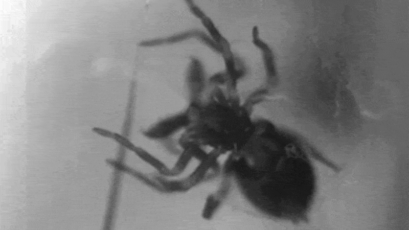 Trap-jaw spider in action. This was slowed down 150 times. GIF: Hannah Wood/Smithsonian