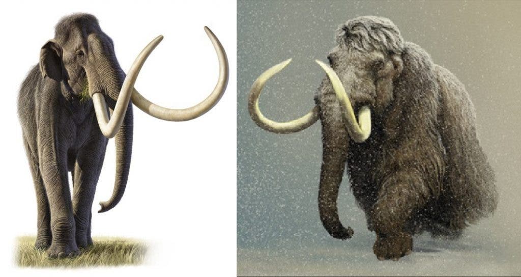Left: Columbian Mammoth; Right: Woolly Mammoth. Credit: Raul Martin // Carl Buell