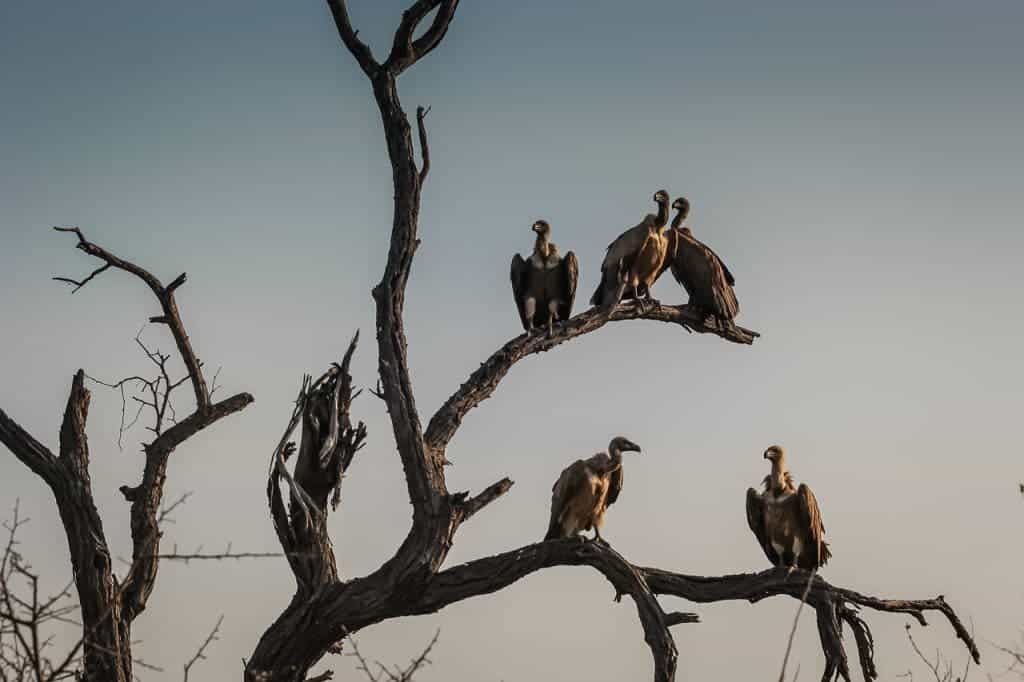 vultures-1081751_1280