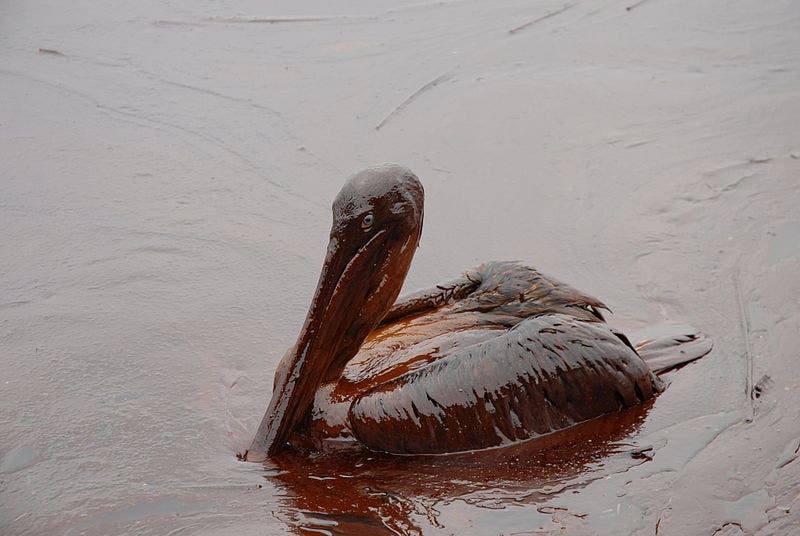 An oiled brown pelican near Grand Isle, Louisiana after the Deepwater Horizon spill.