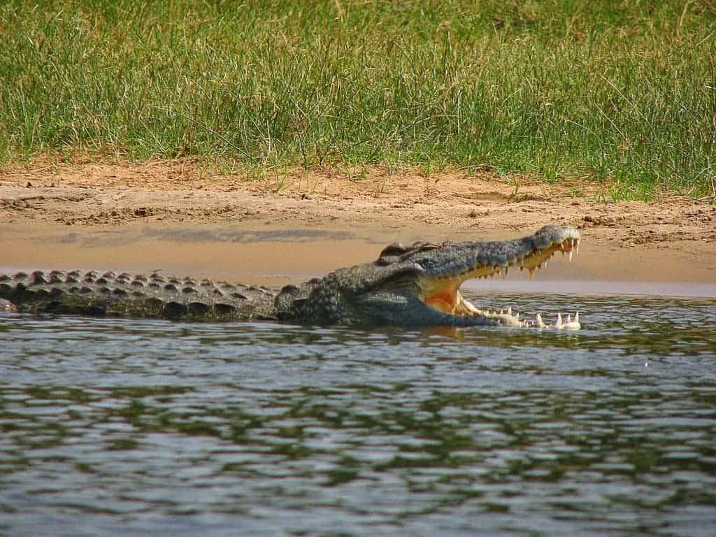 Nile crocodile in Gulu, Uganda. Photo by Tim Muttoo