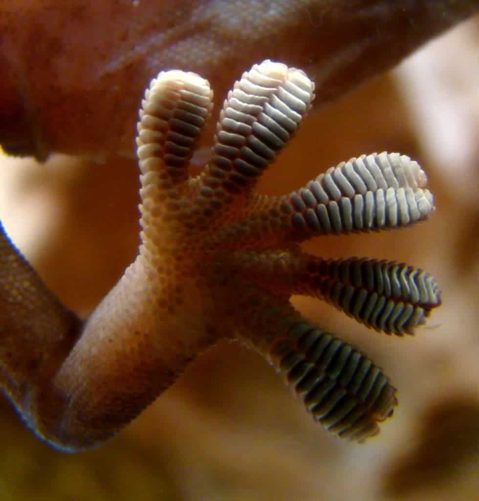 Close-up of the underside of a gecko's foot as it walks on vertical glass. Image via Wikipedia.