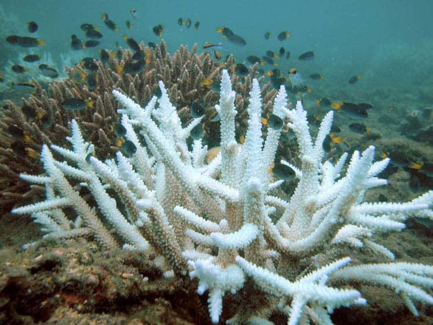 Bleached Acropora coral (foreground) and normal colony (background), Keppel Islands, Great Barrier Reef. Credit: Wikimedia Commons