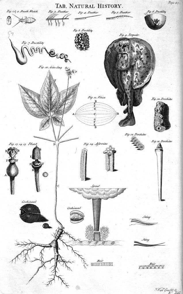Tables of natural history, from Ephraim Chambers's 1728 Cyclopaedia