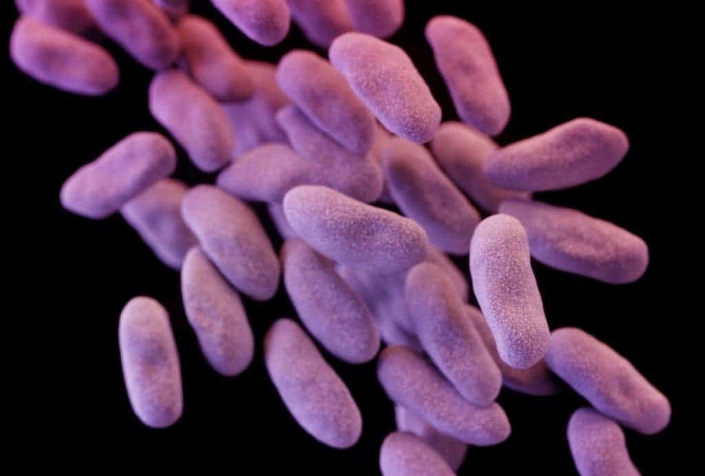 Bacteria family CRE causes infections that are often resistant to most antibiotics.Image credits Centers for Disease Control and Prevention/Reuters.