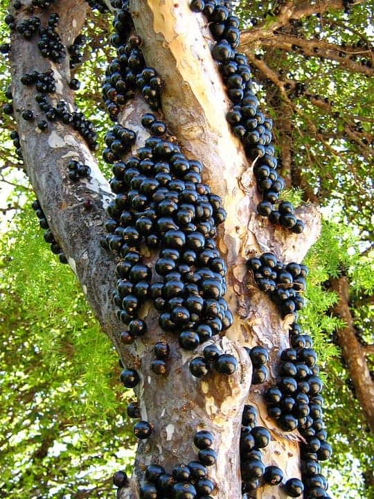 Tree with grape like fruit on trunks