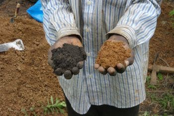 Comparison between fertile and unfertile soil. Photo credit: Victoria Frauisn, University of Sussex.
