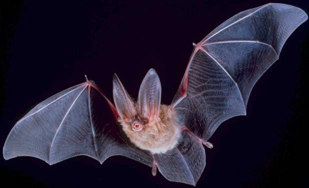 picture of bat in flight