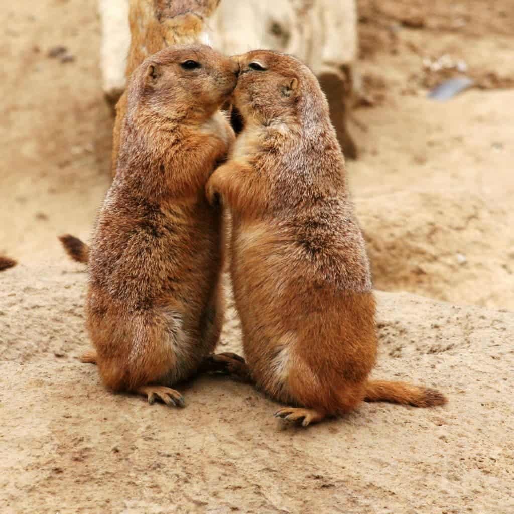 Prairie dogs communicate not only through vocalizations, but also through physical interactions, like kissing. Photo by Brocken Inaglory.