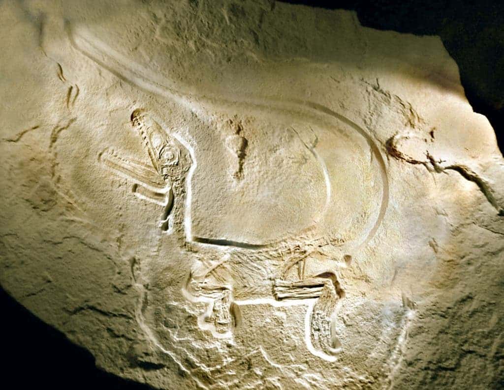 A theropod fossil found in the Plattenkalk formation in Peinten, Germany.
Image credits to wikimedia user Toter Alter Mann