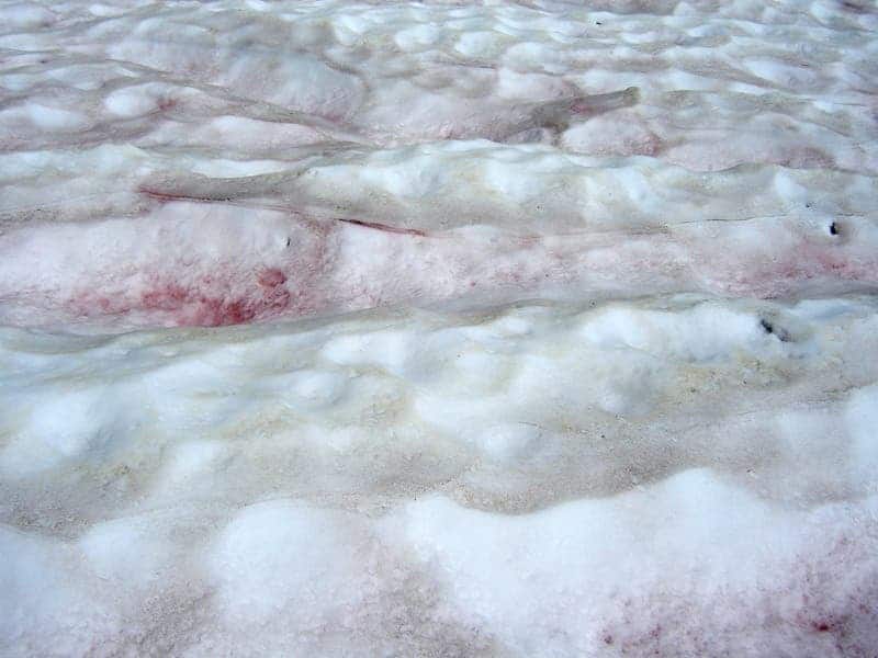 Red snow algae. 
Image credits Iwona Erskine-Kellie.