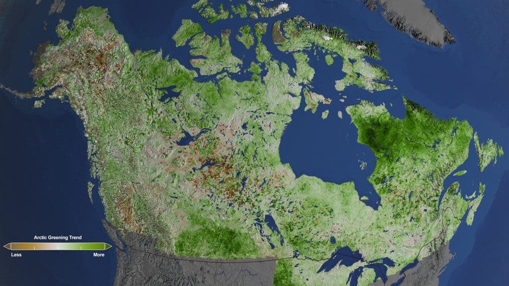 Rapidly increasing temperatures in the Arctic have led to longer growing seasons and changing soils for the plants. Scientists have observed grassy tundras changing to scrublands, and shrub growing bigger and denser. From 1984–2012, extensive greening has occurred in the tundra of Western Alaska, the northern coast of Canada, and the tundra of Quebec and Labrador. Credit: Credits: NASA's Goddard Space Flight Center/Cindy Starr