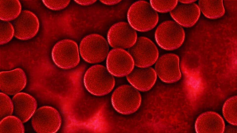 Red blood cells are the most common cells in the human body, and are necessary in order to transport oxygen and carbon dioxide.
Image via pixabay