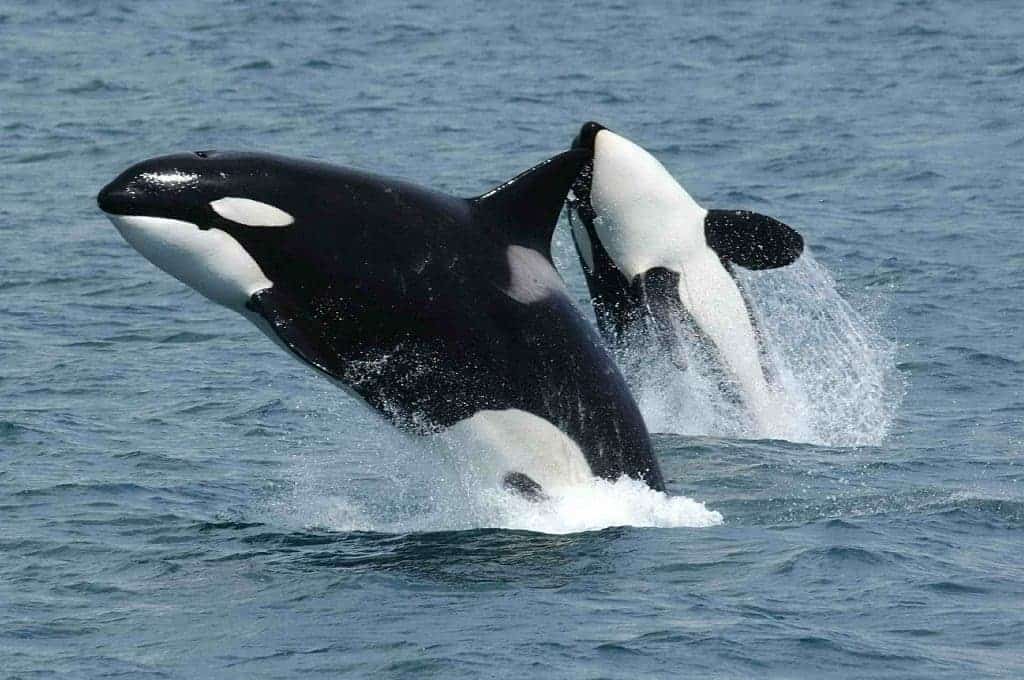 Killer Whales Orcas