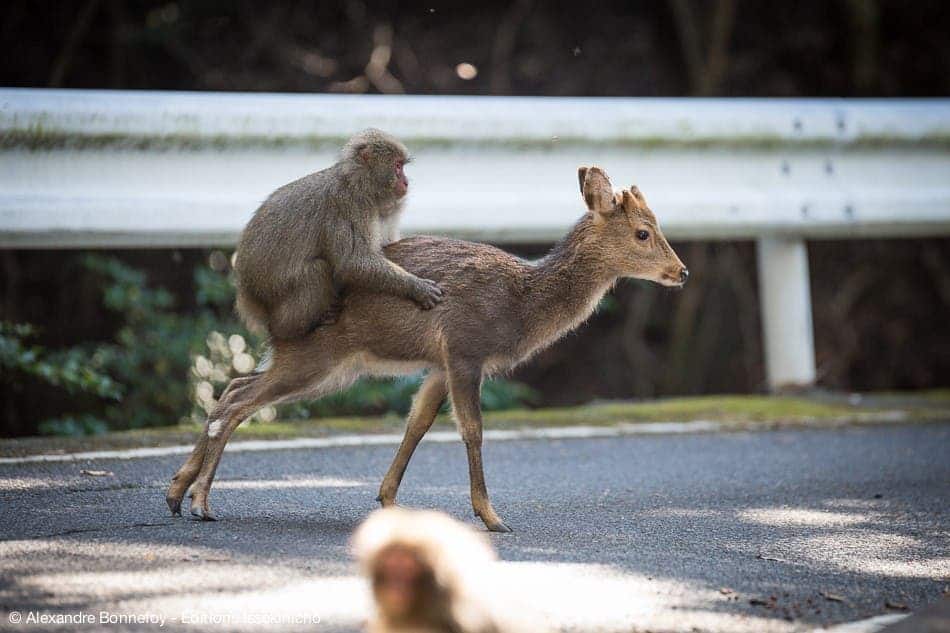 " There is a close cooperation between macaques and deer on Yakushima island. The deer eat seeds dropped by macaques on the ground, as well as their feces. Macaques may groom the deer for parasites such as lice, which are rich in proteins. At times, macaques will climb on the back of a deer for transportation. They don’t travel the kinds of distances humans do on horseback, but the similarity is there," said Sueur for Research Gate. Oddly enough, Sueur also witnessed interspecies sexual relations between the Japanese macaques and Sika deer. Photo credit: Alexandre Bonnefoy.