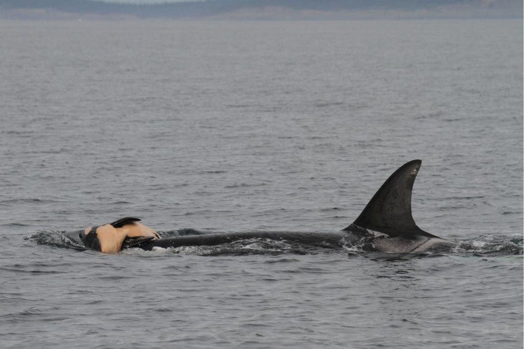 A mother orca with her dead newborn.
Image credits Robin W. Baird/Cascadia Research