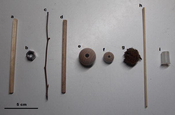 Tools and objects used for insert-and-transport tool use. a Experimental square wooden stick. Credit: Animal Cognition, Springer