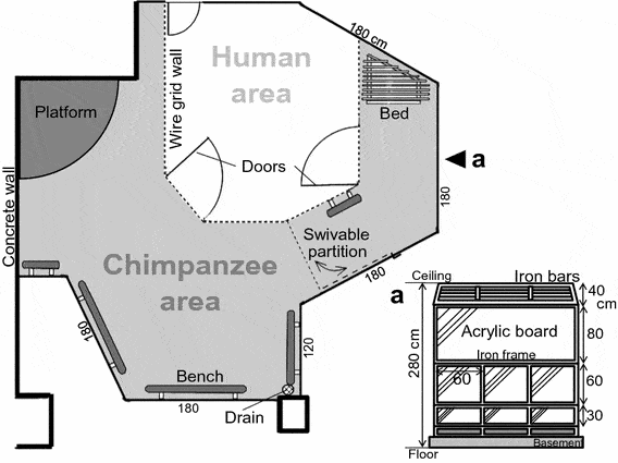 Final layout of the rehabilitation room. White represents the area used by humans, and grey represents the area used by the chimpanzee. a Thin lines represent walls made of acrylic board and iron frames, bold lines represent walls made of concrete, and dotted lines represent wire grid walls or partitions. Credit: Journal Primates 