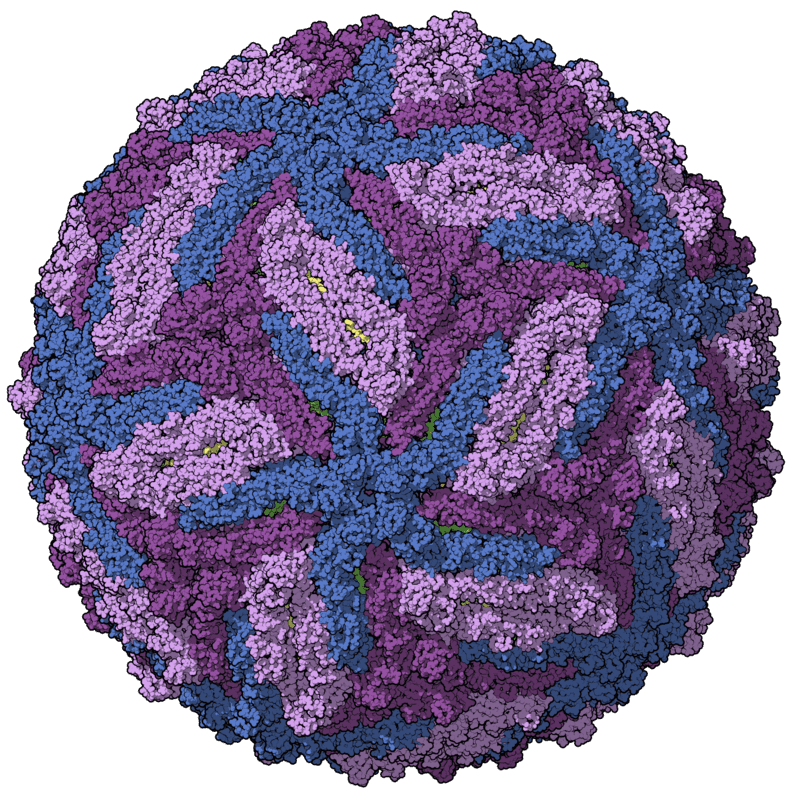 The Zika virus envelope model.
Image credits Manuel Almagro Rivas / Wikimedia.