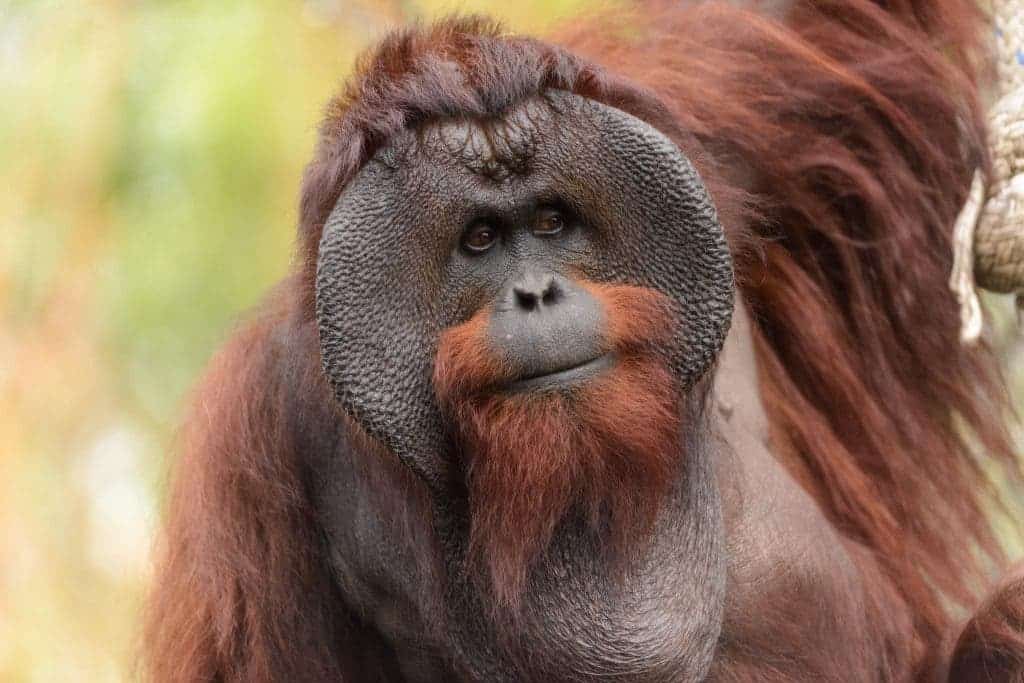 Borneo orangutan and two shark species hit extinction 'red ...