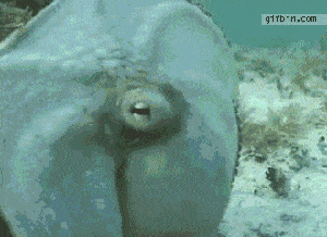octopus camouflage gif