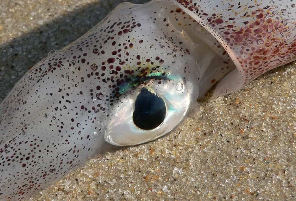 Squid's eye. Credit: Wikipedia