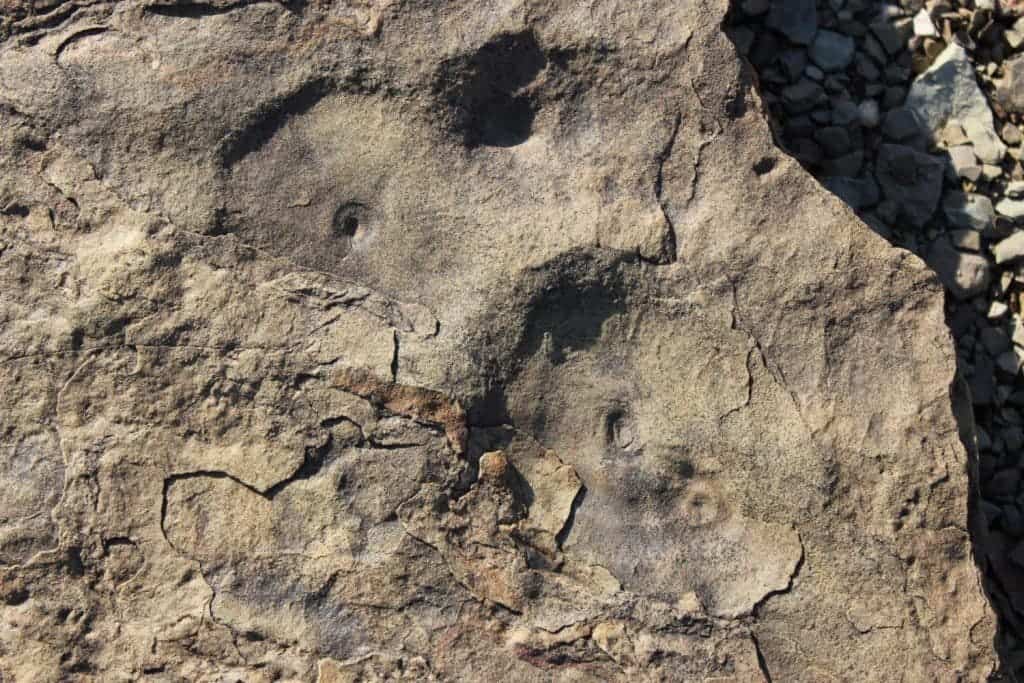 Fossilized evidence of the relationship between Ediacarans and animals. Credit: Simon Darroch, Vanderbilt University