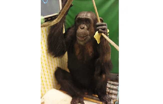 This is Reo sitting up by grasping ropes after lying on his back for 14 months following the onset of acute tetraparesis. Credit: Primate Research Institute, Kyoto University