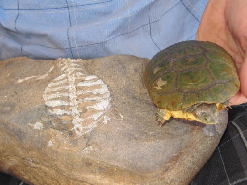 Research suggests turtle shells evolved for digging, not protection
