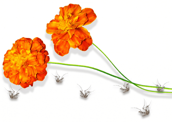 The Mexican Marigold flower that could be the key to fighting the Zika virus. Credit: New York University
