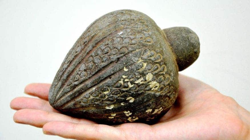 The presumed hand grenade was found in sea sediments and is hundreds of years old. 
Image credits Amir Gorzalczany / Israel Antiquities Authority.