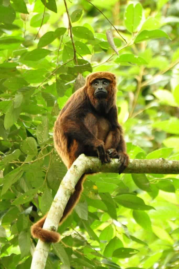 owler Monkey in Santa Maria de Jetiba, Brazil. Photo by Paulo Chaves.