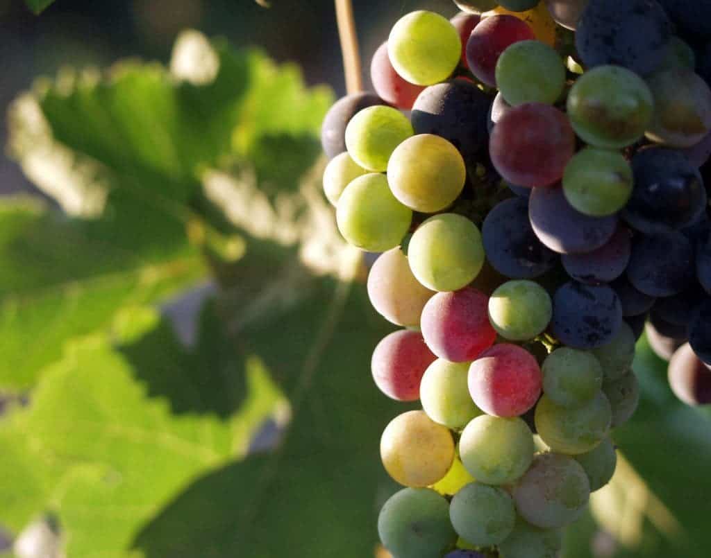 Wine grapes during pigmentation in Baja California, Mexico. Photo by Tomas Castelazo.